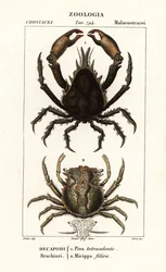 Pisa tetraodon et Micippa philyra