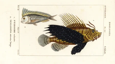 Poisson-lion rouge, Pterois volitans, Pteroide volante 1, et blanquillo bleu, Taenianotus latovittatus, Tenianoto striata larga 2
