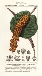 Raisin de mer, Coccoloba uvifera, Uva marina