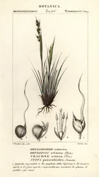 Piptochaetium panicoides