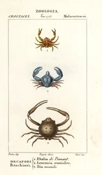 Espèce de crabe
