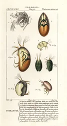 Espèce d