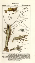 Espèce de crevette