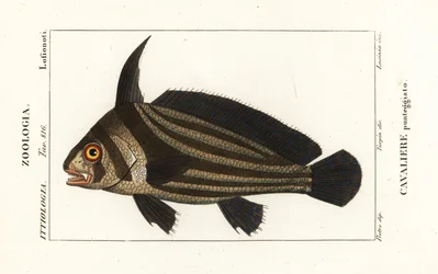 Tambour tacheté, Equetus punctatus Eques punctatus, Cavaliere punteggiato