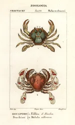 Crabe nageur et crabe lune