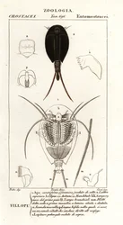 Triops