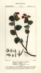 Gaulthérie, Gaultheria domingensis