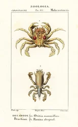 Crabe tigre et crabe grenouille