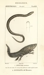 Amphiume à deux doigts, Amphiuma means, Anfiuma means 1, et axolotl ou poisson marcheur mexicain en danger critique, Ambystoma mexicanum, Assolotl del Messico 2