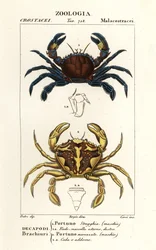 Crabe nageur velouté et crabe nageur marbré