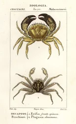 Crabe verruqueux et crabe plat
