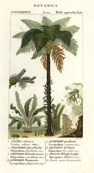 Fougère arborescente des Antilles, Cyathea arborea, fougère liane, Microgramma piloselloides 2, fougère gracieuse, Niphidium crassifolium 3, fougère à houppes grossières, Huperzia phlegmaria 4, lycopode cornu, Lycopodiella cernua 5, prêle d