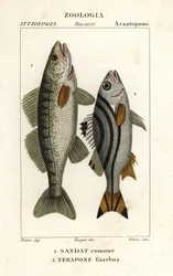 Sandre, Sander lucioperca 1, et jarbua terapon, Terapon jarbua 2