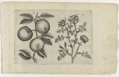 Pomme et églantier (série Cognoscite lilia)