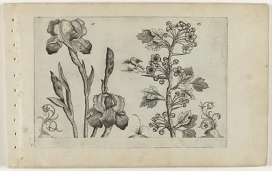 Iris barbu et aubépine coralline