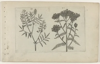 Vesce et millefeuille (Cognoscite lilia)