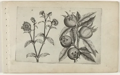 Lychnis et néflier