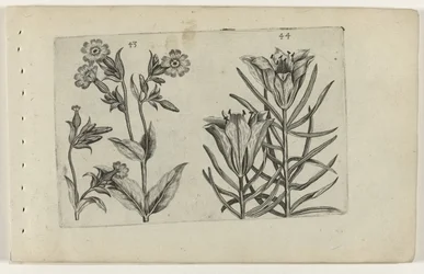 Silène et lys des blés