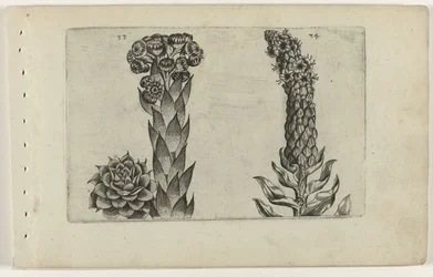 Feuille de tonnerre et molène