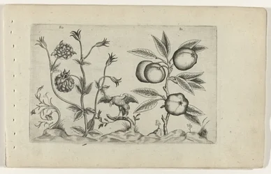 Ancolie double et pomme