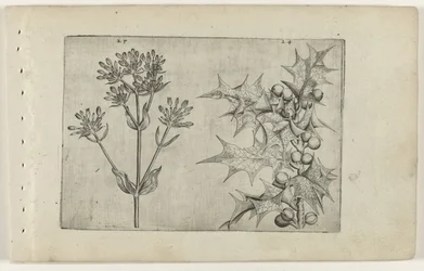 Centaurée et houx