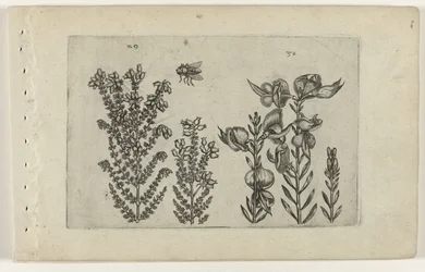 Bruyère commune et genêt