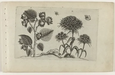 Noisetier et œillet