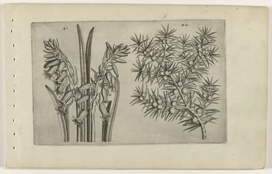 Jacinthe et genévrier (Cognoscite lilia)