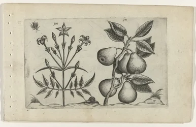Jasmin et poire