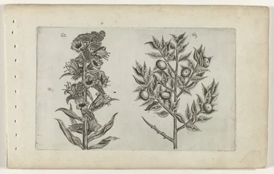Kromhals et ruscus