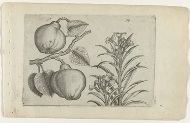 Coing et giroflée
