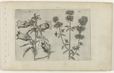 Muguet et marjolaine