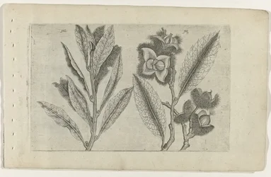 Sauge et châtaigne douce