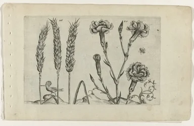 Blé et œillet