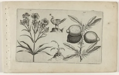 Œillet et citron