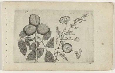 Noyer et liseron Cognoscite lilia (titre de la série)