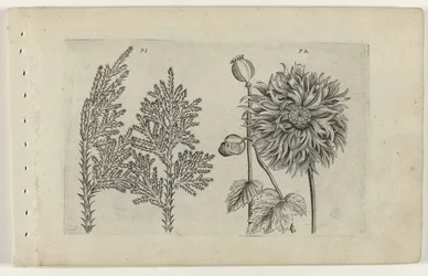 Sept arbres et pavot (série Cognoscite lilia)
