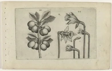 Cerise acide et narcisse sauvage