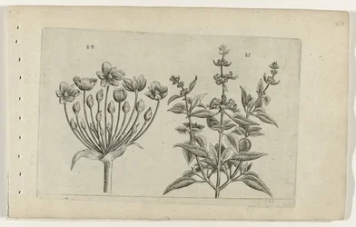 Butome et sauge à petites fleurs (série Cognoscite lilia)