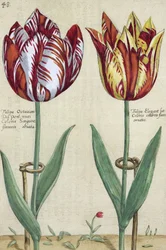 Tulipa Octaviani del pont, et Tulipa Elegant, de 