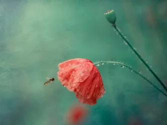 Fleur de pavot et syrphe
