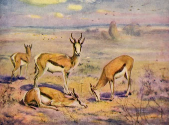 Au Zoo : Springboks