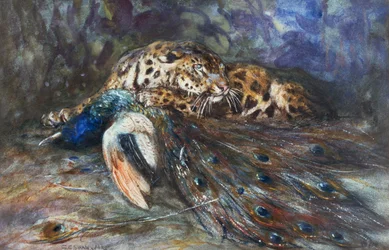 Jaguar avec paon