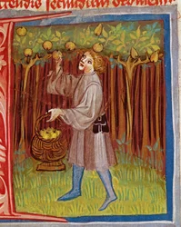 Cueillette de fruits, de l