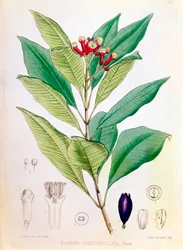 Clou de girofle, bouton floral de Syzygium aromaticum Eugenia carophyllata