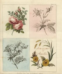 Modèles pour un album de broderie