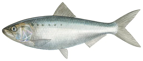 Alose américaine