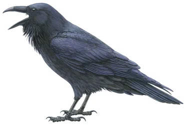 Grand corbeau