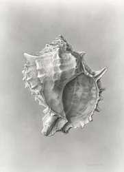 Étude de coquille de conque