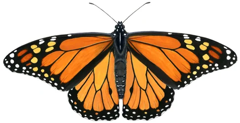 Papillon monarque